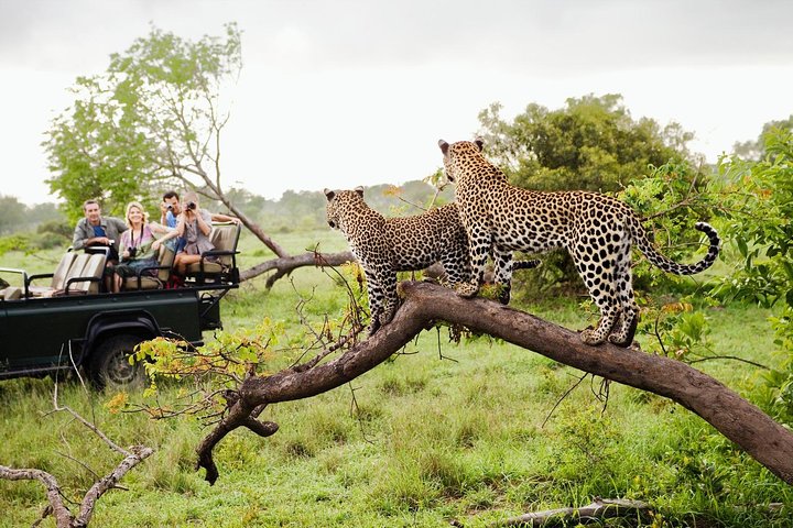 A leopard resting on a tree branch during a safari in Yala National Park.